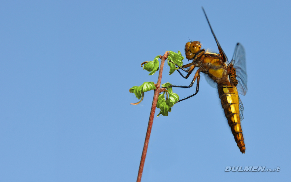 Broad-bodied Chaser (female, Libellula depressa)